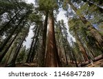 Sequoia trees forest in the General Grant Grove section of Kings Canyon National Park in the southern Sierra Nevada, in Fresno and Tulare Counties, California