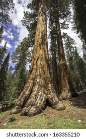 Sequoias In Wawona, Yosemite National Park