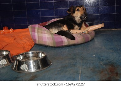 SERBIA, BELGRADE - JANUARY 02, 2006: Mila female dog was found on the streets of Belgrade after her unknown perpetrator cut off all four paws. She survived and successfully recovered now.