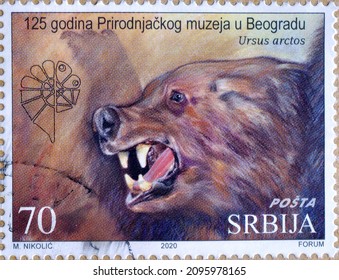 Serbia - circa 2020 : Cancelled postage stamp printed by Serbia, that shows Last Bear of Mount Jastrebac (Ursus arctos), Museum of Natural History, Belgrade, 125th Anniversary, circa 2020.