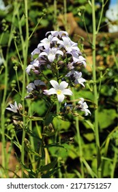 Serbian Bellflower Bloom, Derbyshire England
