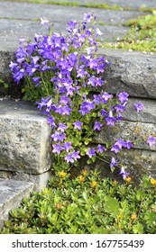 Serbian Bellflower, Campanula Porscharskyana