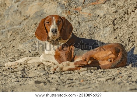 Serbian tricolour hound enjoy on sunny day