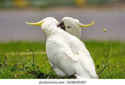 Serenade: Two white cockatoos with vibrant yellow crests tenderly preen on a green lawn, exemplifying avian bonding behaviors. - Powered by Shutterstock