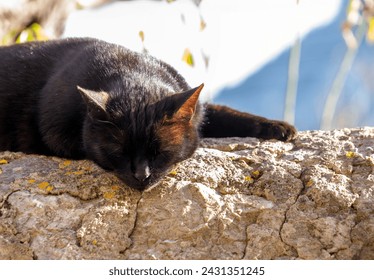 Serene Afternoon: Black Cat Enjoying a Sunlit Nap on Rugged Terrain - Powered by Shutterstock