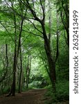 Serene and atmospheric woodland scene featuring an overarching tree canopy with sunlight filtering through the leaves. This stock photo captures the quiet beauty of a dense forest path, where tall tre