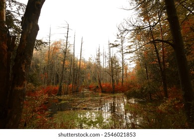 A serene autumn forest wetland with vibrant foliage, still water, and reflections. Bare trees and rich colors evoke peace and seasonal change, perfect for nature and conservation themes. - Powered by Shutterstock