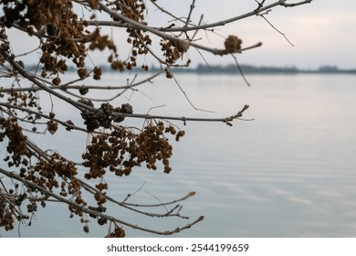 A serene autumn lake landscape with bare branches foregrounding tranquil waters, symbolizing peace and reflection - Powered by Shutterstock