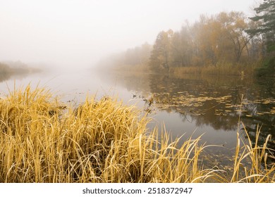 Serene autumn lake scene with golden reeds in the foreground and misty forest in the background. Calm water reflects the foggy atmosphere, creating a tranquil and ethereal landscape - Powered by Shutterstock