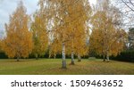 Serene autumn scenery with beautiful yellow and orange autumn colors in the birch tree leaves. Photographed in the Northern part of Finland.