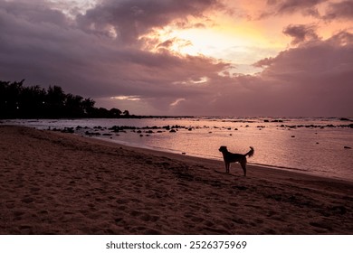 Serene beach sunset in Mauritius with a silhouetted dog gazing at the ocean. Rocky shoreline and dramatic sky with vibrant orange hues reflect on calm waters, creating a peaceful coastal scene. - Powered by Shutterstock