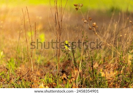 Similar – Foto Bild Gelassener Vogel auf einem Beerenzweig im Winter