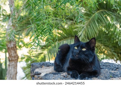 A serene black cat lounges comfortably on a stone under the green canopies of a tropical garden. The morning sunlight filters through the lush foliage, casting dappled shadows. - Powered by Shutterstock
