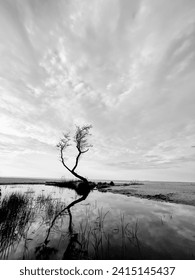 A serene black and white image capturing a lone tree's reflection in still water under a dramatic sky.