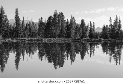 A serene black-and-white photograph capturing the mirror-like reflection of evergreen trees on a calm lake. The high-contrast image emphasizes the symmetry and peacefulness of the natural setting. - Powered by Shutterstock