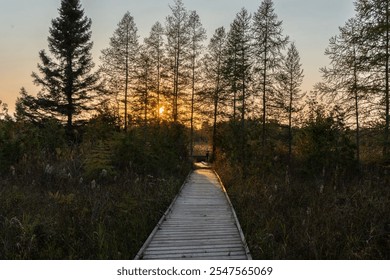 A serene boardwalk path through a forest with the sun setting behind tall trees, creating a peaceful natural scene. - Powered by Shutterstock