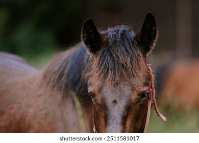 A serene brown horse stands in a lush meadow, wearing a red lead rope, basking in the warm glow of late afternoon sunlight - Powered by Shutterstock