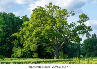 Serene charm of England's countryside, an ancient oak tree, timeless old trees and picturesque landscapes. - Powered by Shutterstock