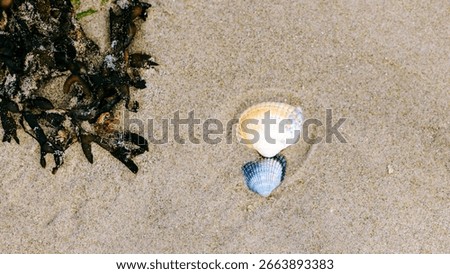 Serene close up of two shells and seaweed at the North Sea beach of Schiermonnikoog, Unesco World Heritage