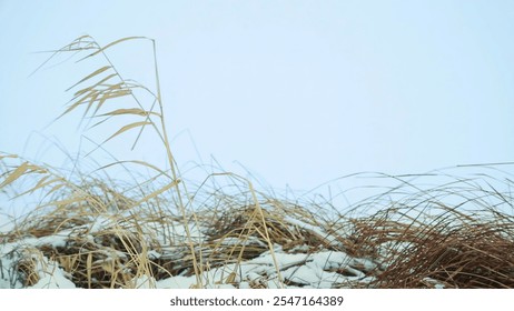 A Serene Coastal Landscape Featuring Tall Grass Swaying Gently Against a Soft, Dreamy Sky. Stock Clip - Powered by Shutterstock