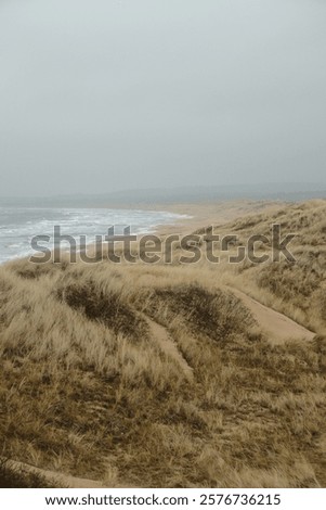 Similar – Image, Stock Photo Serene coastal grasses at sunset in Miami, Florida