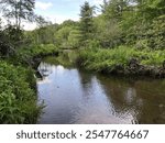 A serene creek flowing through a lush green forest, reflecting trees and a blue sky, creating a tranquil and picturesque natural setting.