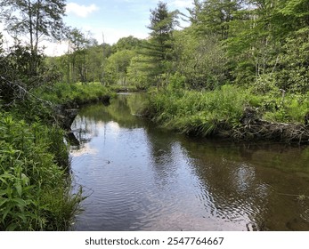 A serene creek flowing through a lush green forest, reflecting trees and a blue sky, creating a tranquil and picturesque natural setting. - Powered by Shutterstock