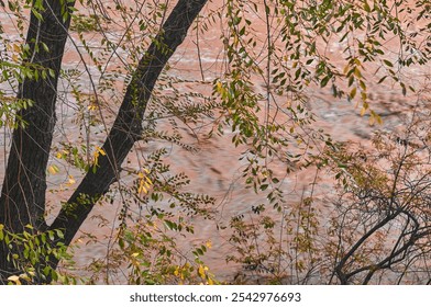 A serene creek flows through a forest, with lush green leaves and autumn colors adding to the peaceful atmosphere. - Powered by Shutterstock