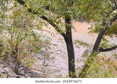 A serene creek winds through a forest, with lush green leaves and autumn colors adding to the peaceful atmosphere. - Powered by Shutterstock