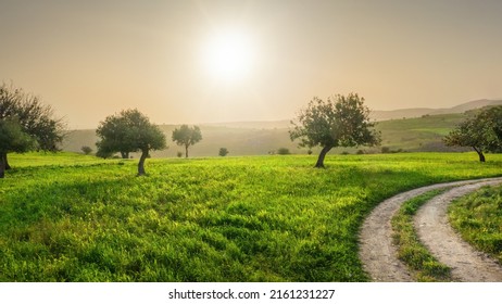 Serene Cyprus landscape with green fields and carob trees. Backlit with lens flare