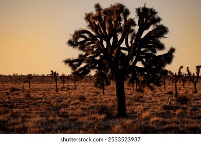 A serene desert landscape featuring a Joshua tree at sunset, with a warm golden sky. - Powered by Shutterstock