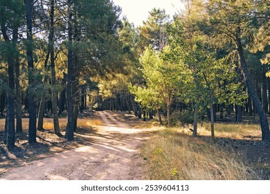 A serene dirt path winding through a dense forest with tall pine trees. Sunlight filters through the branches, illuminating patches of grass and a few vibrant green trees.  - Powered by Shutterstock