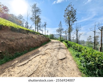 Serene dirt road through lush tea plantations under a clear blue sky, surrounded by greenery and tall trees. This scenic landscape in Sri Lanka showcases the natural beauty of hill country. - Powered by Shutterstock