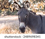 Serene Donkey in Sunlit Pastoral Landscape
