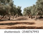 serene field featuring a row of lush olive trees, showcasing their vibrant green leaves under a clear blue sky