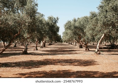 serene field featuring a row of lush olive trees, showcasing their vibrant green leaves under a clear blue sky - Powered by Shutterstock