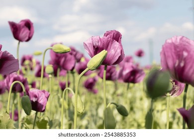 A serene field of vibrant purple poppies in full bloom, capturing nature’s beauty under soft sunlight, with green stems and budding flowers creating a peaceful, picturesque landscape. - Powered by Shutterstock