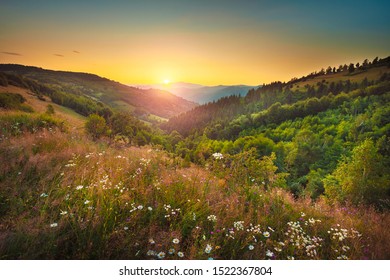 Serene Flower Field Landscape In Beautiful Setting Late Summer Towards Autumn