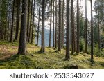 A serene forest landscape with tall trees and lush green moss on the ground, with mountains visible in the background.