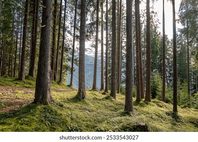 A serene forest landscape with tall trees and lush green moss on the ground, with mountains visible in the background. - Powered by Shutterstock