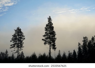 A serene forest landscape with tall trees silhouetted against a misty sky at dawn. - Powered by Shutterstock