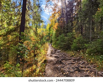Serene Forest Path With Exposed Tree Roots and Sun Rays Filtering Through Foliage. A tranquil forest trail with sunlight piercing the canopy