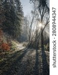 A serene forest path with sunlight filtering through tall trees, creating long shadows on a frosty morning.