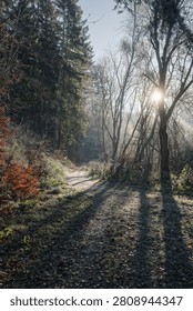 A serene forest path with sunlight filtering through tall trees, creating long shadows on a frosty morning.