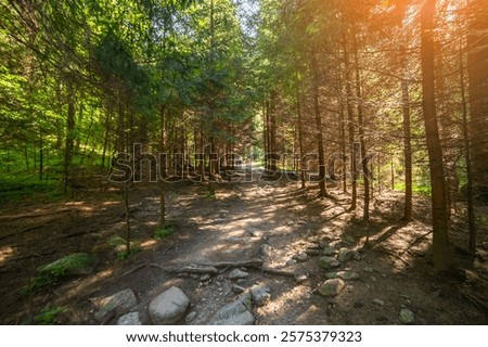 Serene forest path with sunlight filtering through trees in a tranquil woodland setting