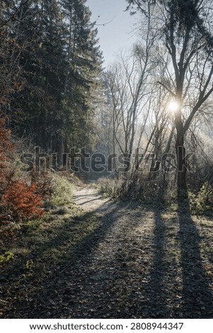 A serene forest path with sunlight filtering through tall trees, creating long shadows on a frosty morning.
