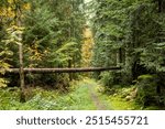 
A serene forest path surrounded by lush greenery in Germany