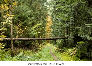 
A serene forest path surrounded by lush greenery in Germany's Black Forest, with a fallen tree crossing the trail. Perfect for nature, hiking, and outdoor themes, capturing peaceful wilderness beauty - Powered by Shutterstock