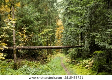 Similar – Foto Bild Bewachsener Waldweg Bäume