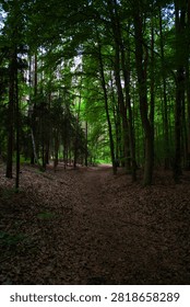 Serene Forest Path Through Dense Green Woodland Canopy With Leaf-Covered Trail and Sunlit Clearing - Dalkowskie Jary Nature Reserve.